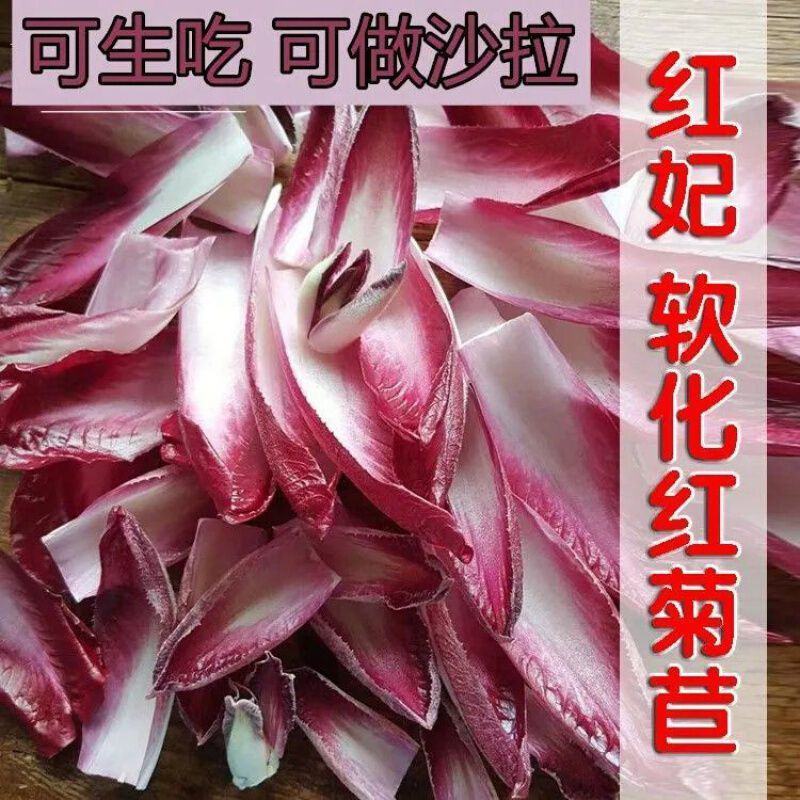 红菊苣种子结球菊苣种子特色蔬菜种子高端菊苣春夏秋季庭院种