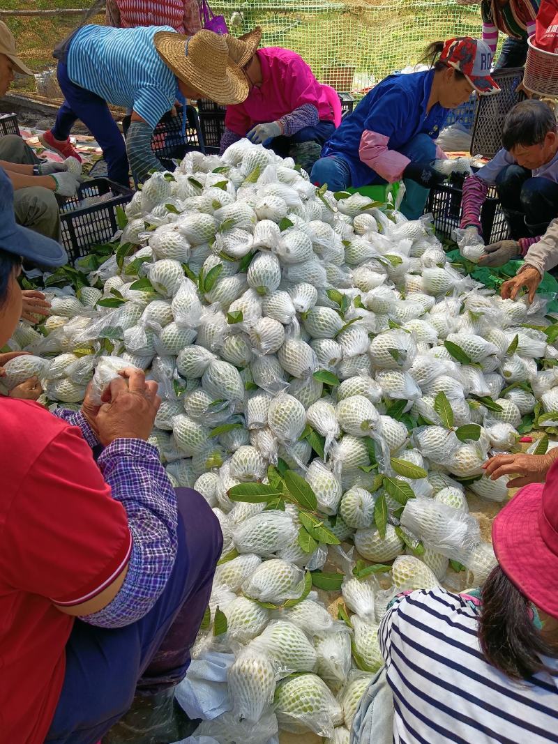 红心芭乐番石榴广东阳春台湾芭乐产地代发直供包邮