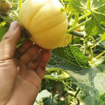 太阳瓜，桔瓜