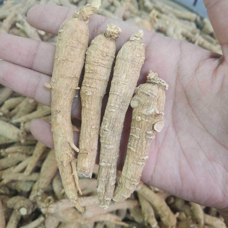 批发西洋参条500克花旗参泡水煮汤山东文登非吉林长白山