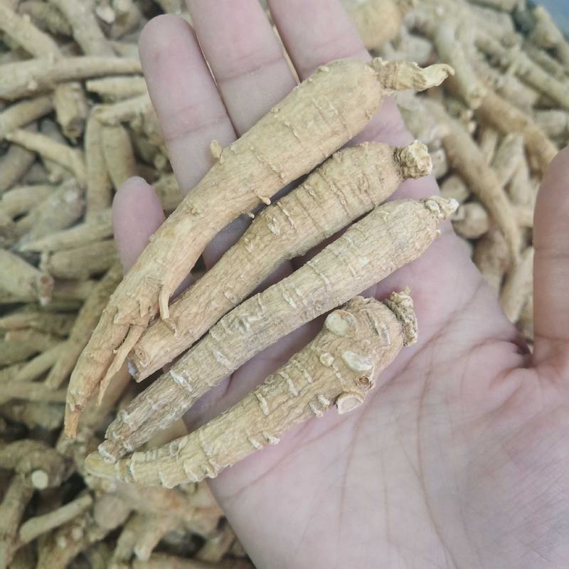 批发西洋参条500克花旗参泡水煮汤山东文登非吉林长白山