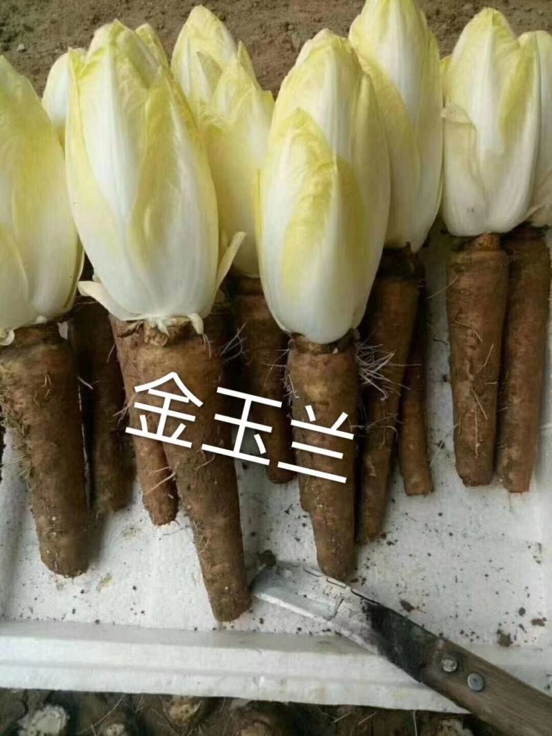 金玉兰，白玉兰
