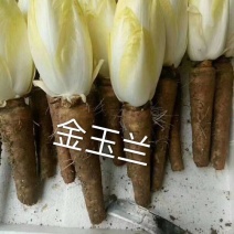 金玉兰，白玉兰