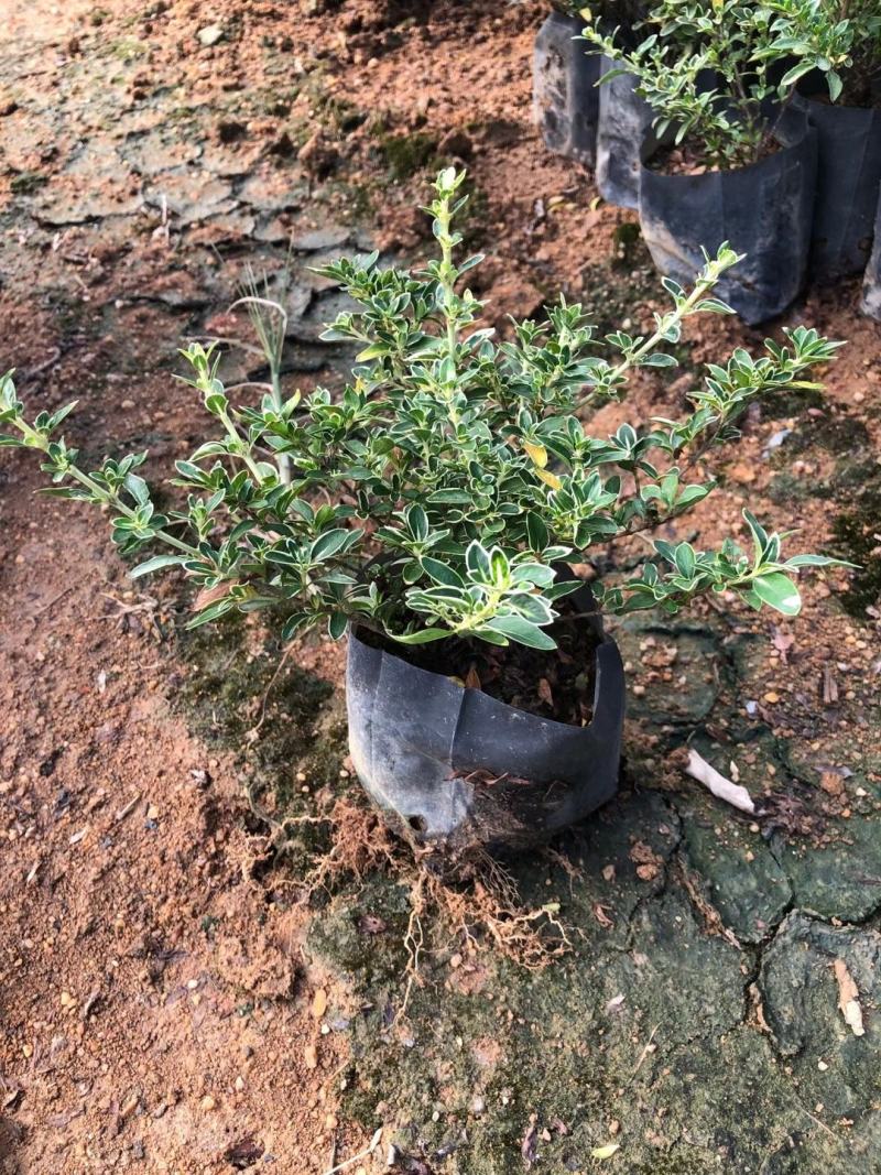 六月雪(花冠金白色，花柱长突出，花期5-7月。)