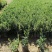六月雪(花冠金白色，花柱长突出，花期5-7月。)