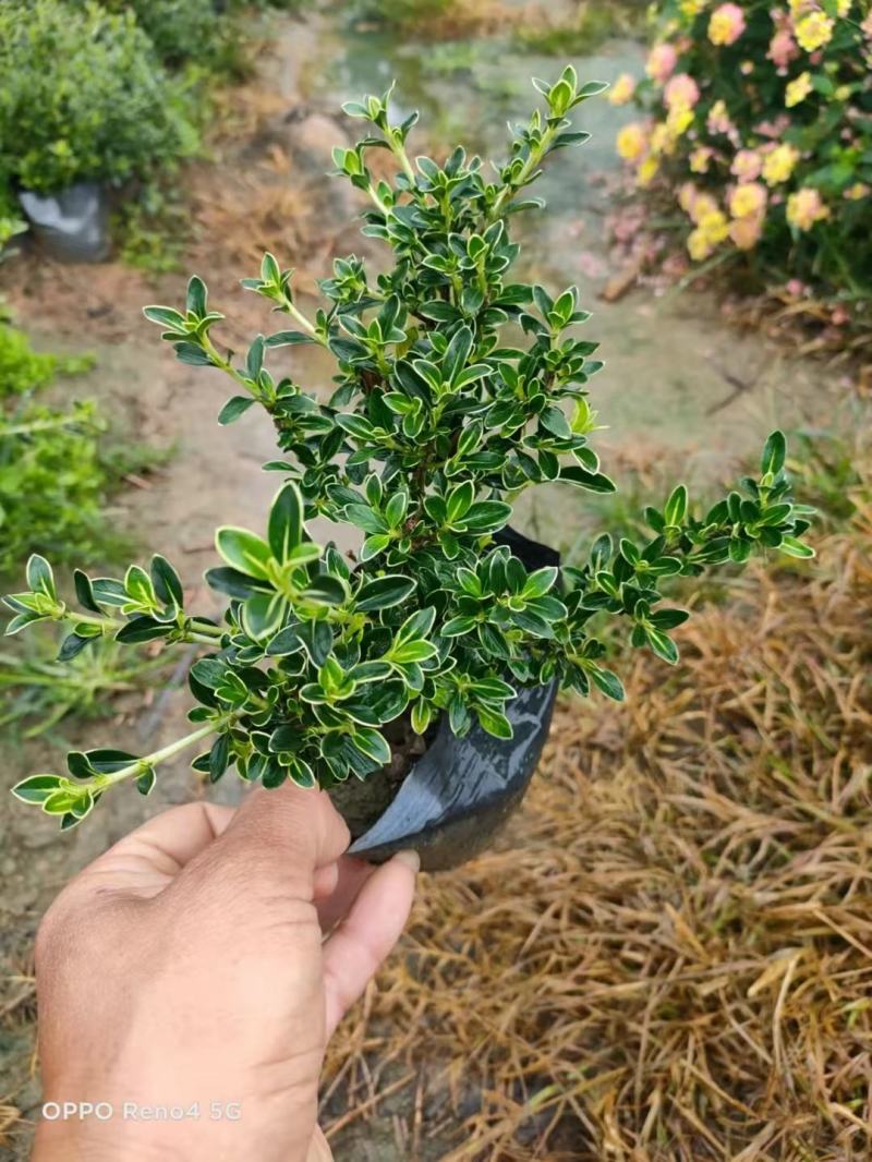 六月雪(花冠金白色，花柱长突出，花期5-7月。)