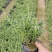 六月雪(花冠金白色，花柱长突出，花期5-7月。)