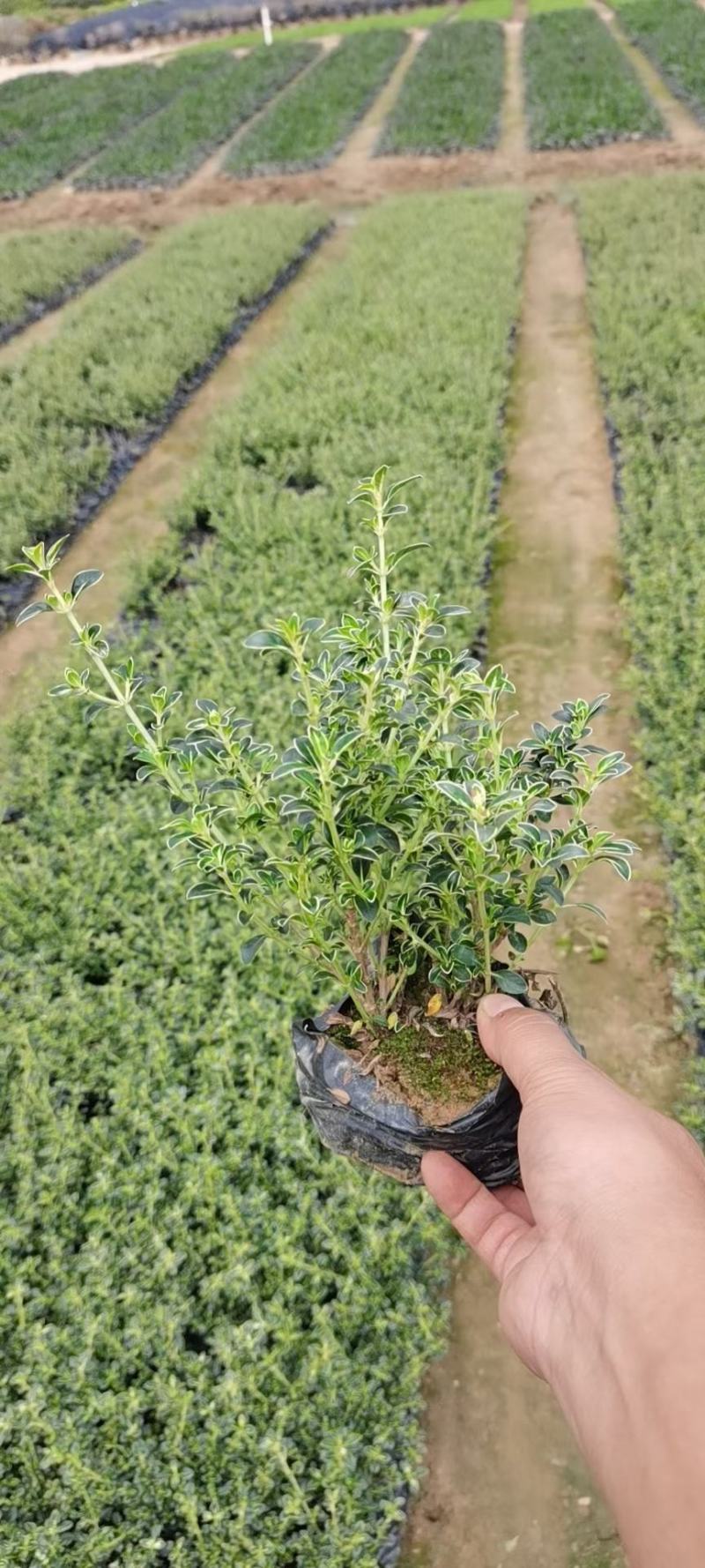 六月雪(花冠金白色，花柱长突出，花期5-7月。)