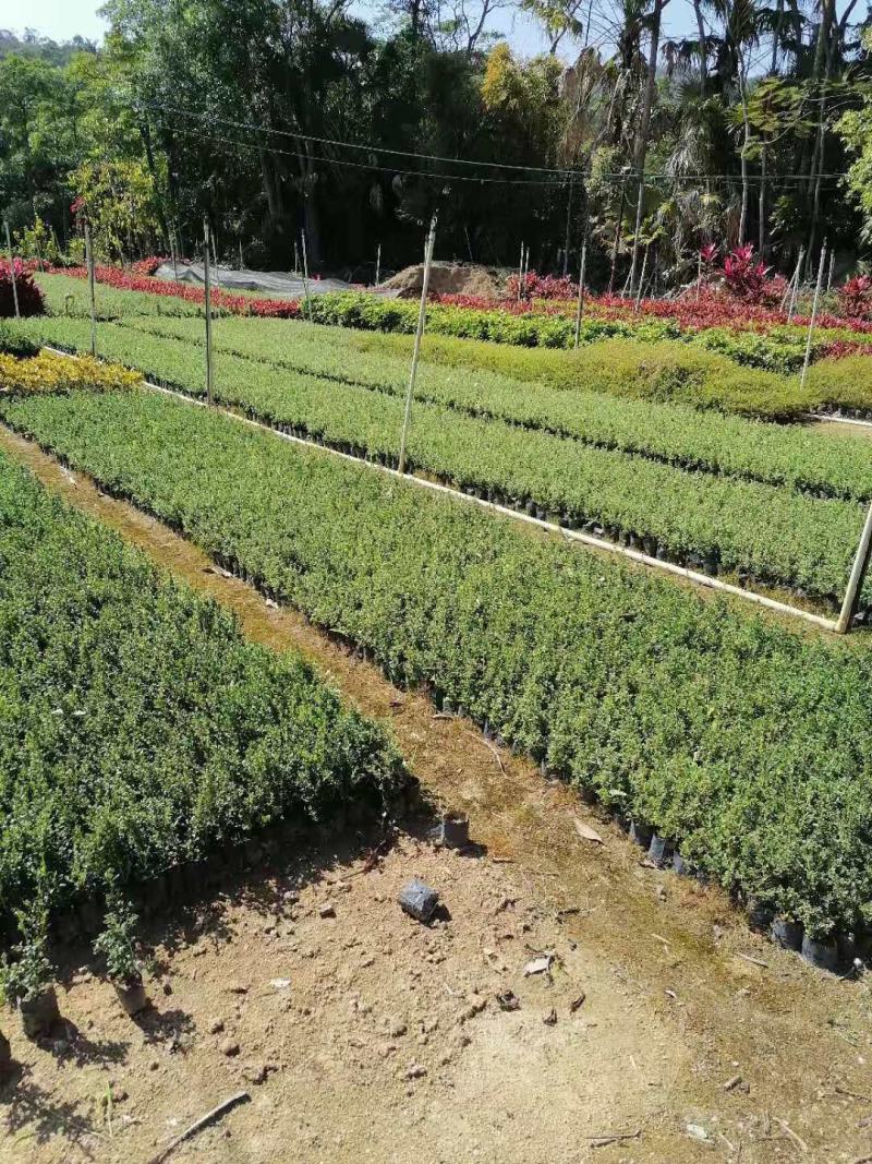 六月雪(花冠金白色，花柱长突出，花期5-7月。)