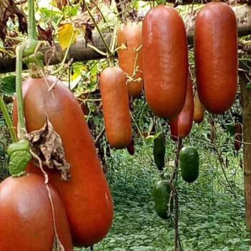 火腿香瓜种子超甜红香蜜甜瓜种子农家水果蔬菜种籽四季春秋播