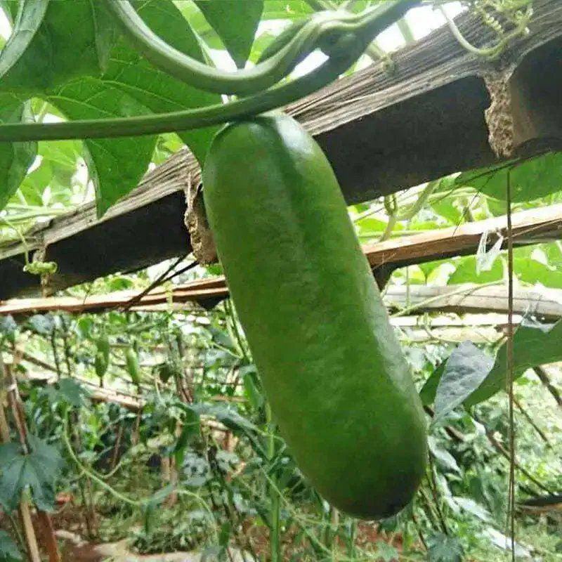 火腿香瓜种子超甜红香蜜甜瓜种子农家水果蔬菜种籽四季春秋播