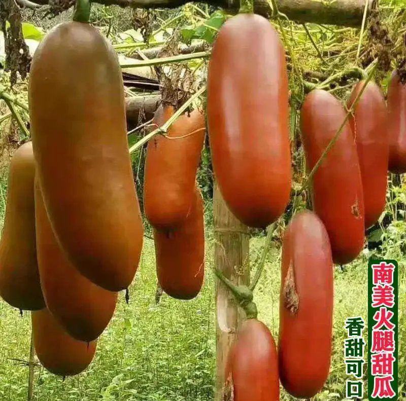 火腿香瓜种子超甜红香蜜甜瓜种子农家水果蔬菜种籽四季春秋播