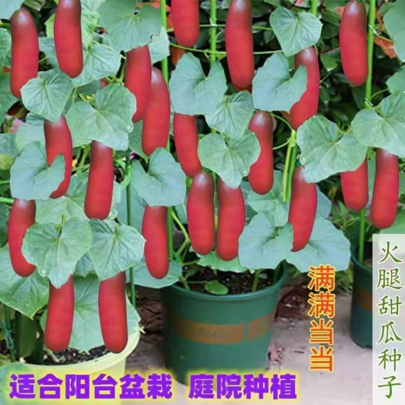 火腿香瓜种子超甜红香蜜甜瓜种子农家水果蔬菜种籽四季春秋播