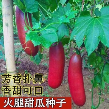 火腿香瓜种子超甜红香蜜甜瓜种子农家水果蔬菜种籽四季春秋播