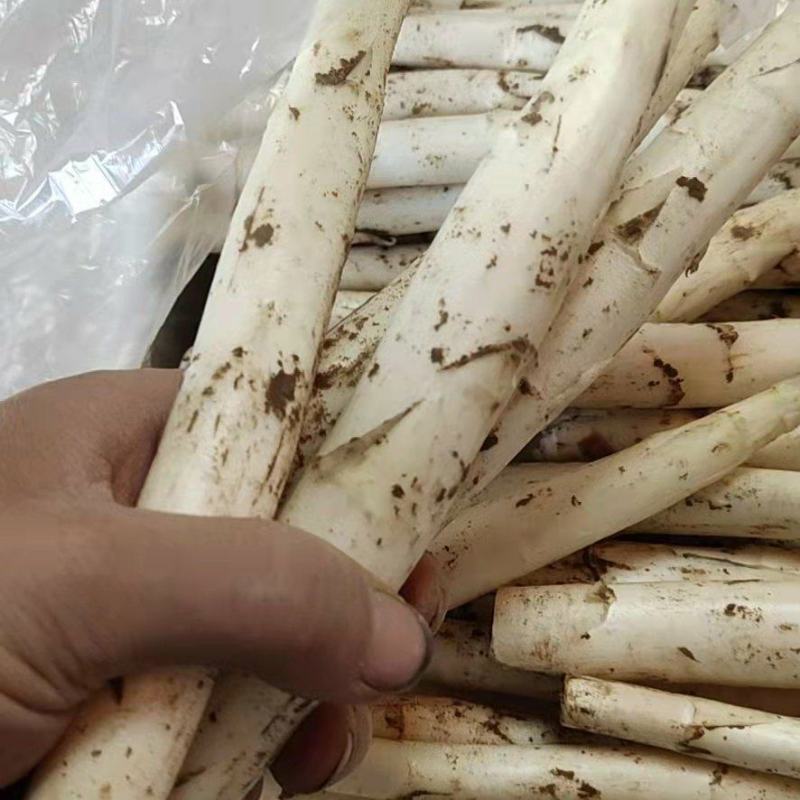 新鲜白芦笋农家院直供口感好一手货源批发量大优惠