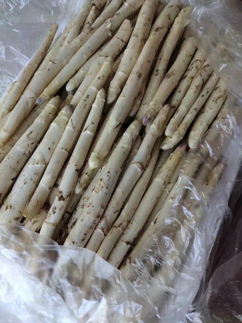 新鲜白芦笋农家院直供口感好一手货源批发量大优惠