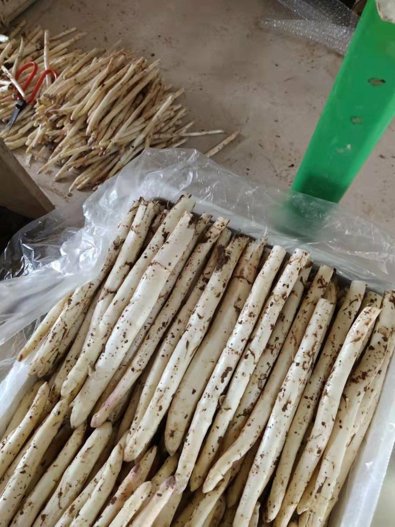 新鲜白芦笋农家院直供口感好一手货源批发量大优惠