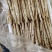 新鲜白芦笋农家院直供口感好一手货源批发量大优惠