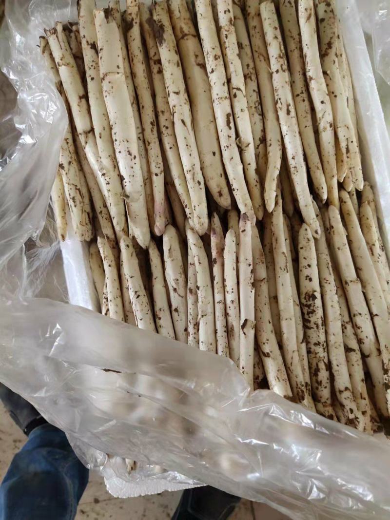新鲜白芦笋农家院直供口感好一手货源批发量大优惠