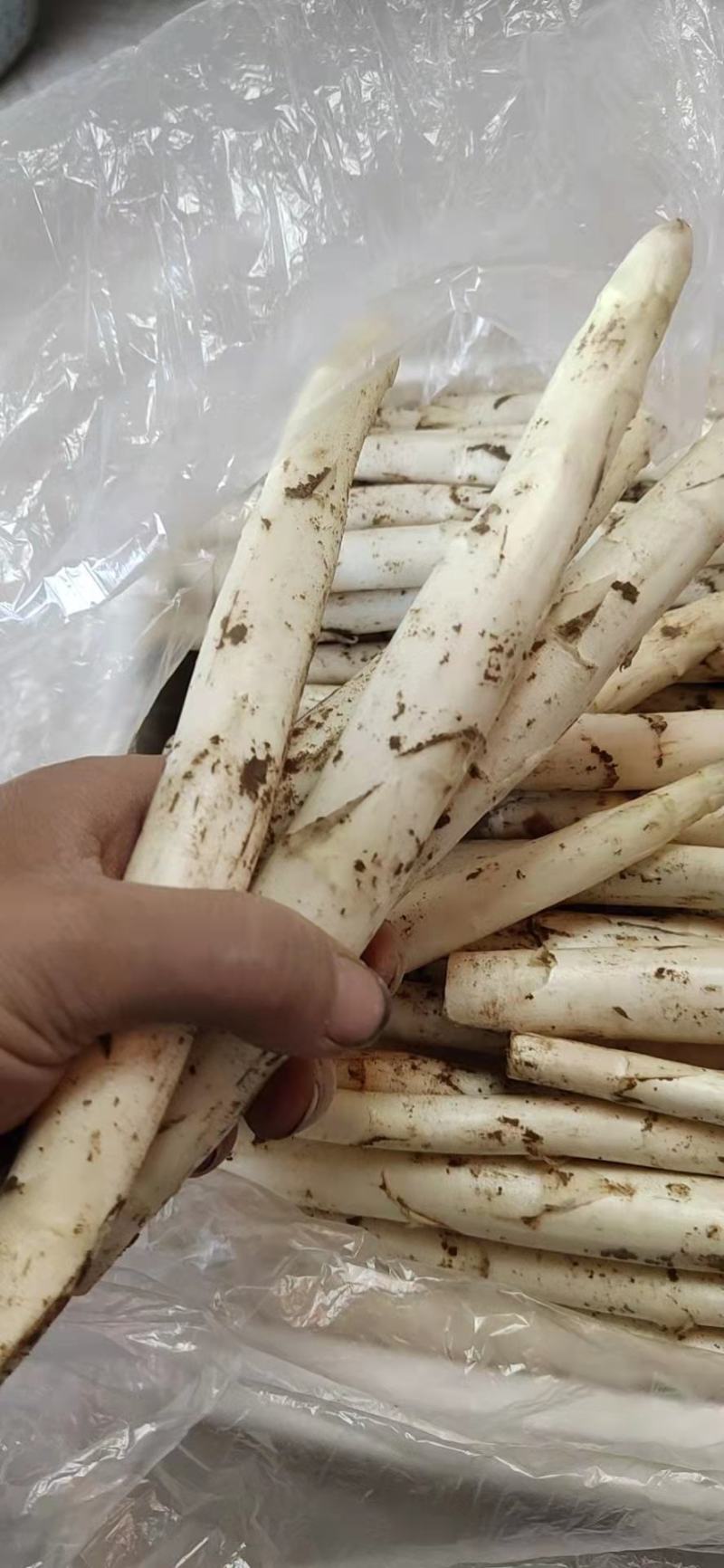 新鲜白芦笋农家院直供口感好一手货源批发量大优惠