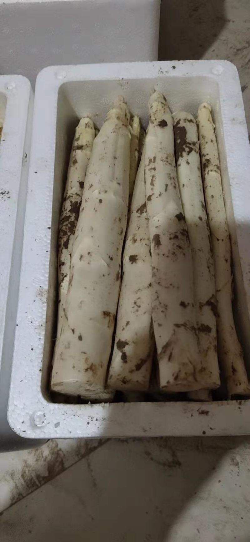 新鲜白芦笋农家院直供口感好一手货源批发量大优惠