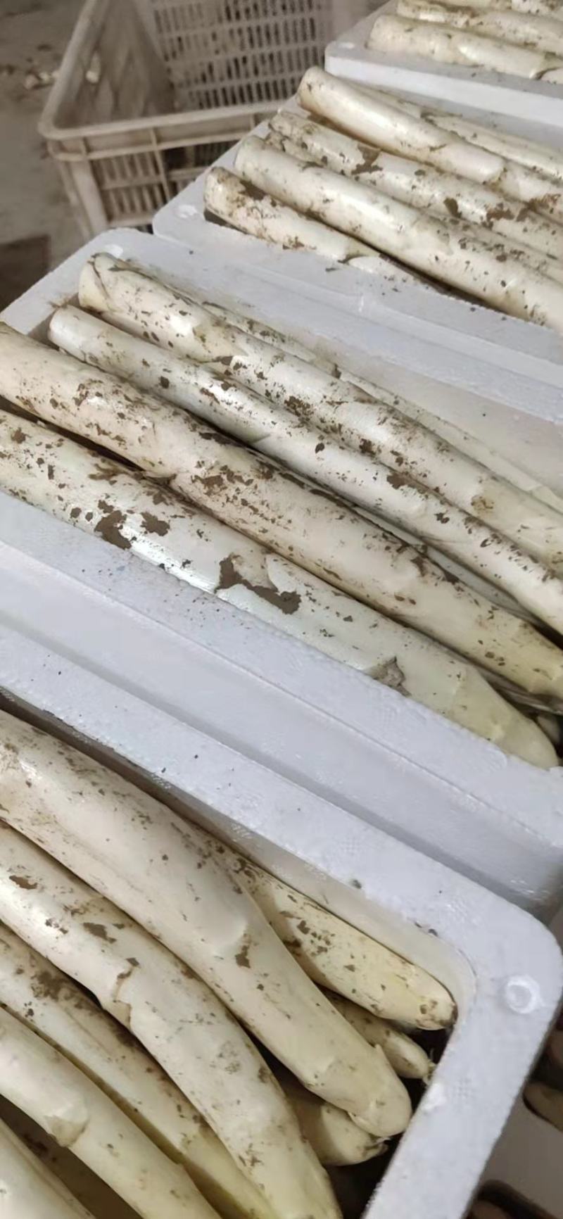 新鲜白芦笋农家院直供口感好一手货源批发量大优惠