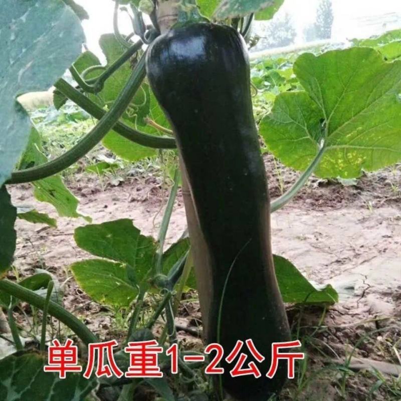 早熟墨宝七叶早南瓜种子结瓜多抗病一叶一瓜码黑皮小南瓜