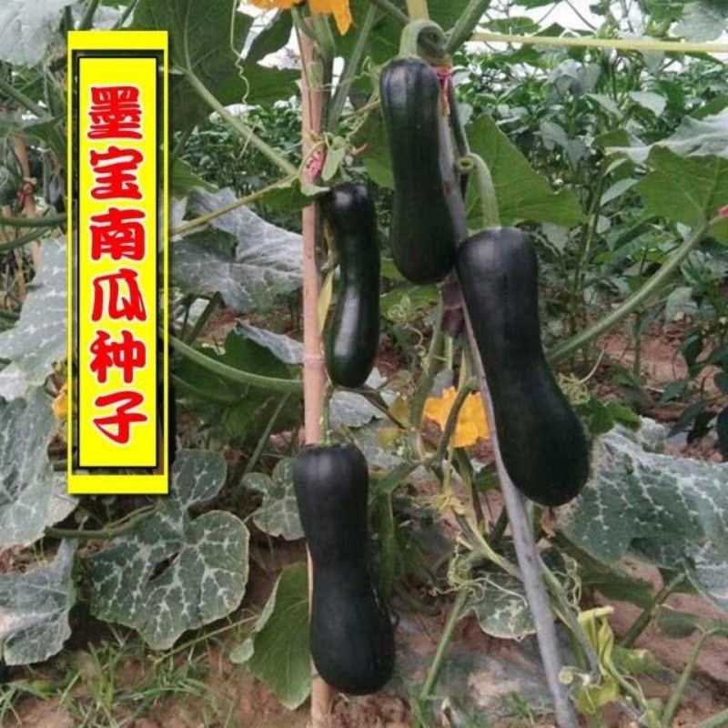 早熟墨宝七叶早南瓜种子结瓜多抗病一叶一瓜码黑皮小南瓜