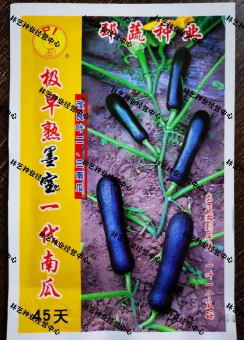 早熟墨宝七叶早南瓜种子结瓜多抗病一叶一瓜码黑皮小南瓜