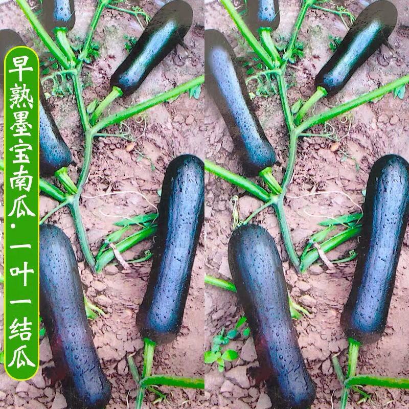 早熟墨宝七叶早南瓜种子结瓜多抗病一叶一瓜码黑皮小南瓜