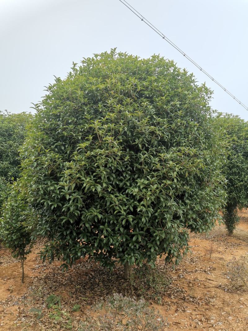 江西精品桂花树冠3.5米分支1米大量供应可视频看
