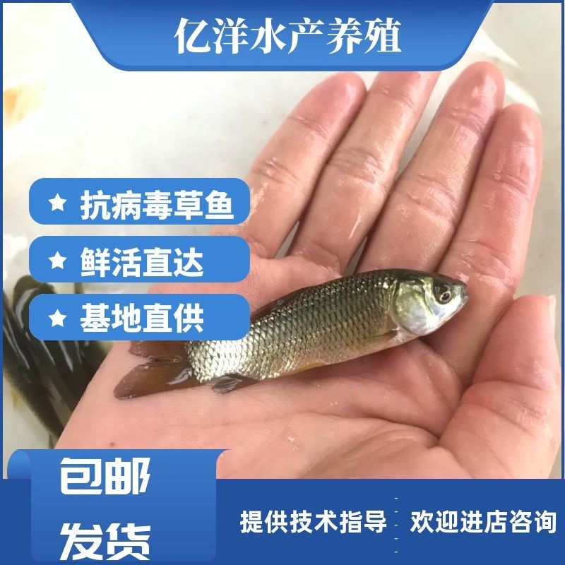 草鱼苗6-10公分抗病毒能力强包邮全国发货