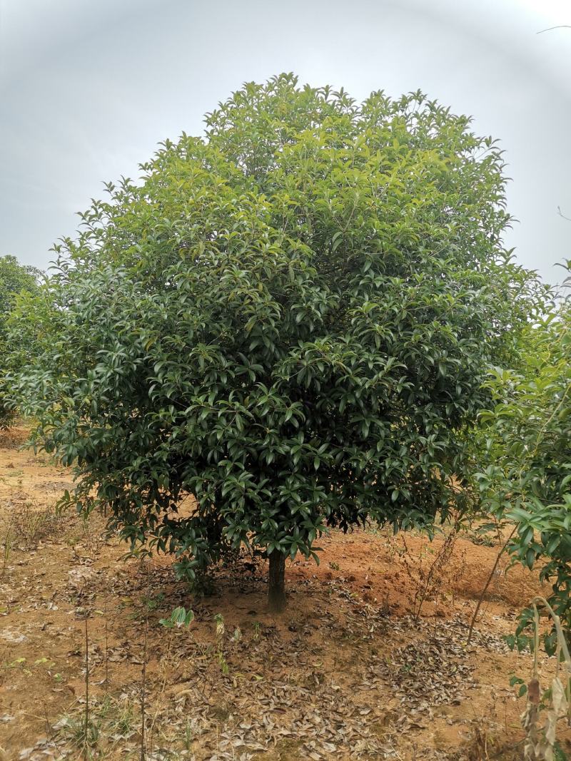 江西精品桂花树冠3.5米分支1米大量供应可视频看