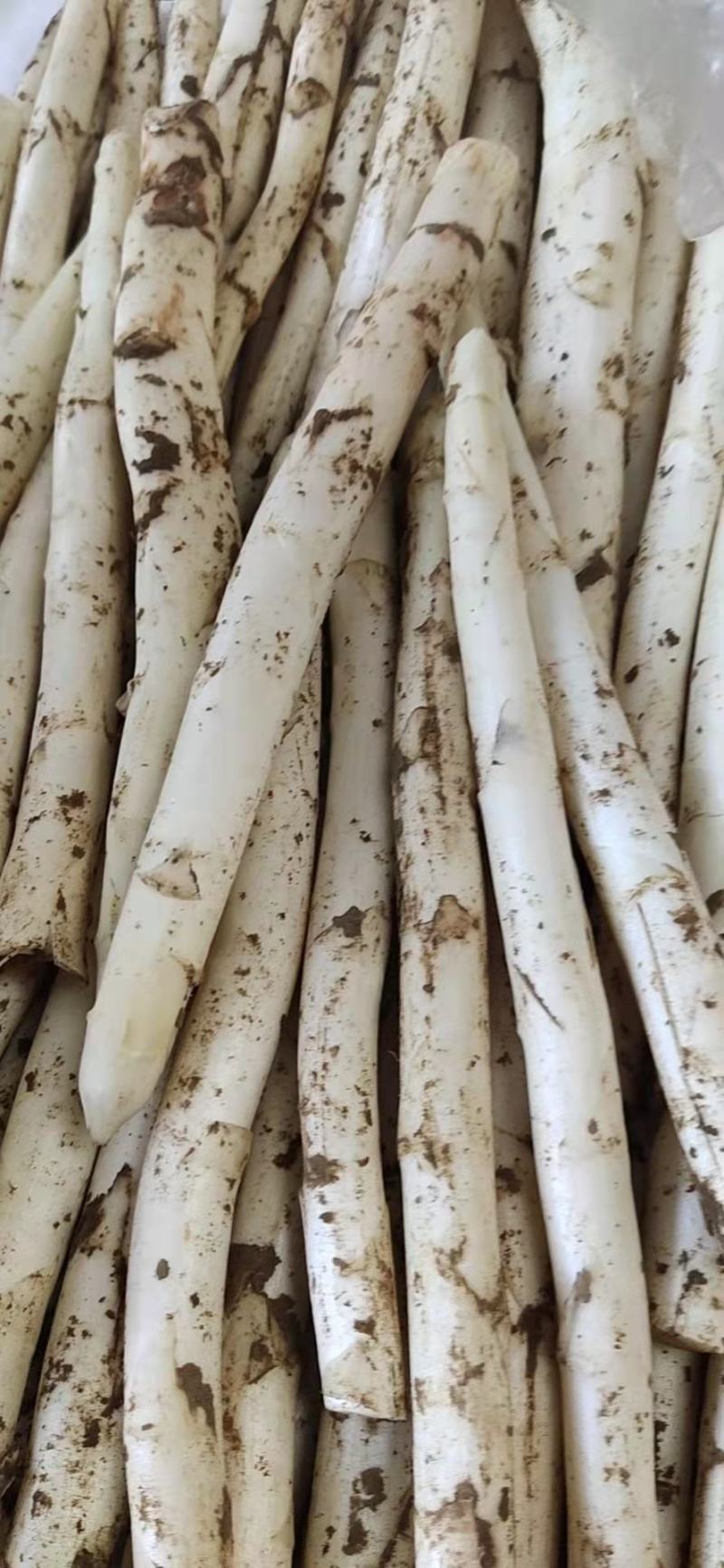 新鲜白芦笋产地直供农家院特供量大价优全国发货！！