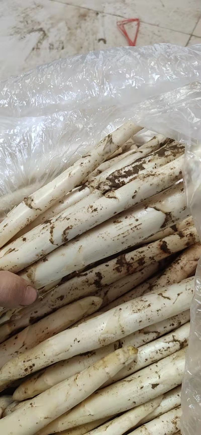 新鲜白芦笋产地直供农家院特供量大价优全国发货！！