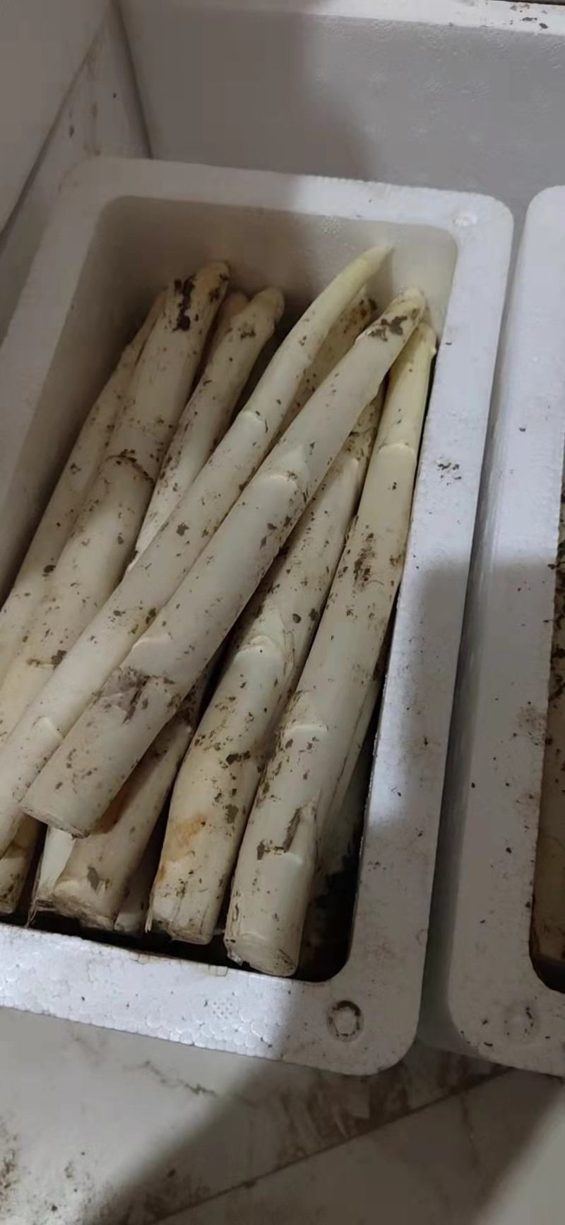 新鲜白芦笋产地直供农家院特供量大价优全国发货！！