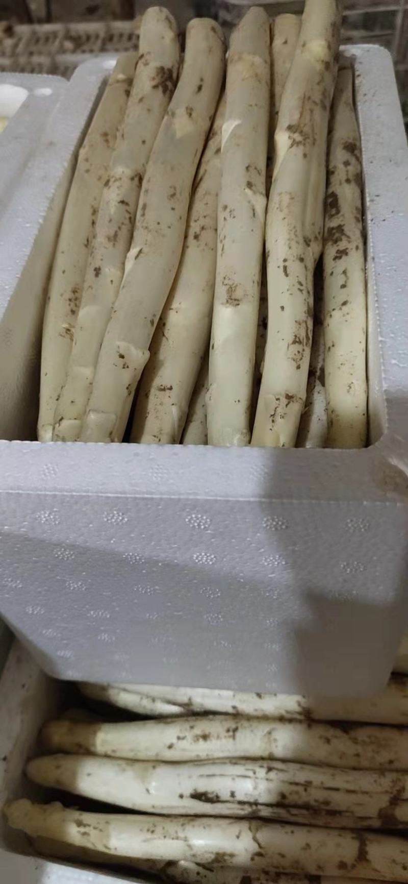 新鲜白芦笋产地直供农家院特供量大价优全国发货！！