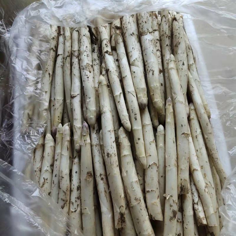 新鲜白芦笋产地直供农家院特供量大价优全国发货！！