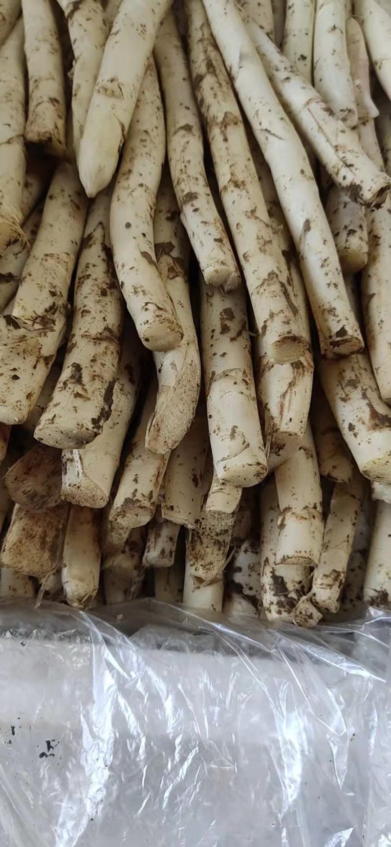 新鲜白芦笋产地直供农家院特供量大价优全国发货！！