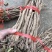 野生千斤拔大小通货20斤起批量大从优需要可以