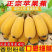 【精品批发】香蕉，苹果香蕉，粉蕉广东巴西香蕉真实报价