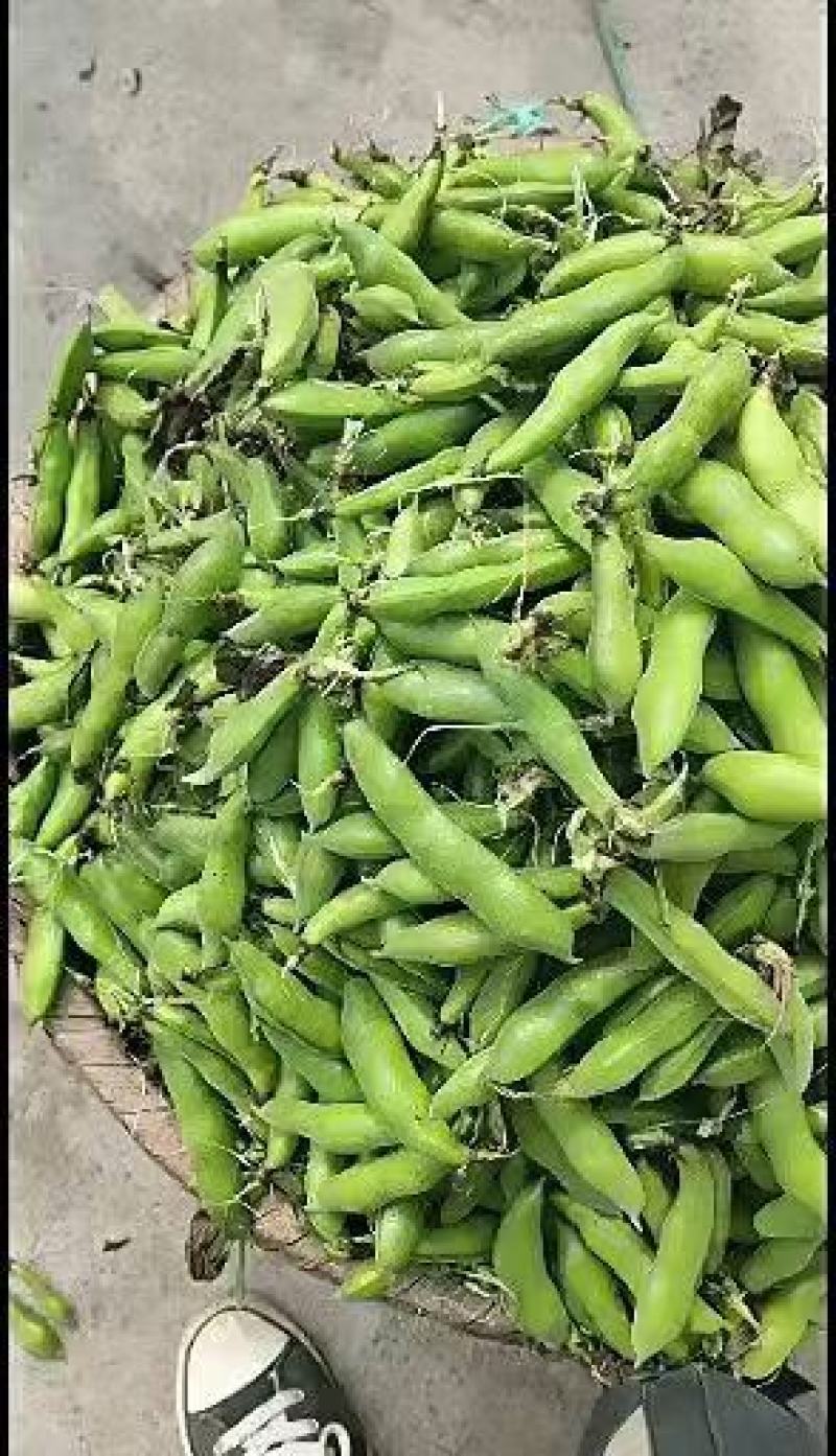 蚕豆，胡豆
