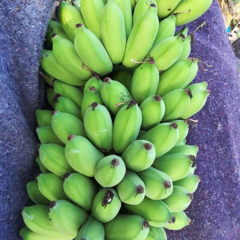 【海南香蕉】香蕉，苹果香蕉，巴西香蕉粉蕉口感好产地直供
