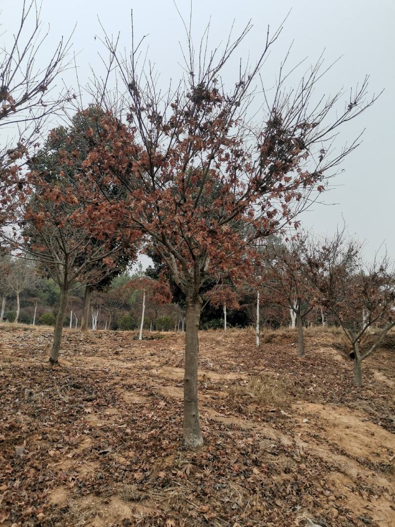 彩叶树种8公分红枫嫁接红枫树红枫批发红枫价格