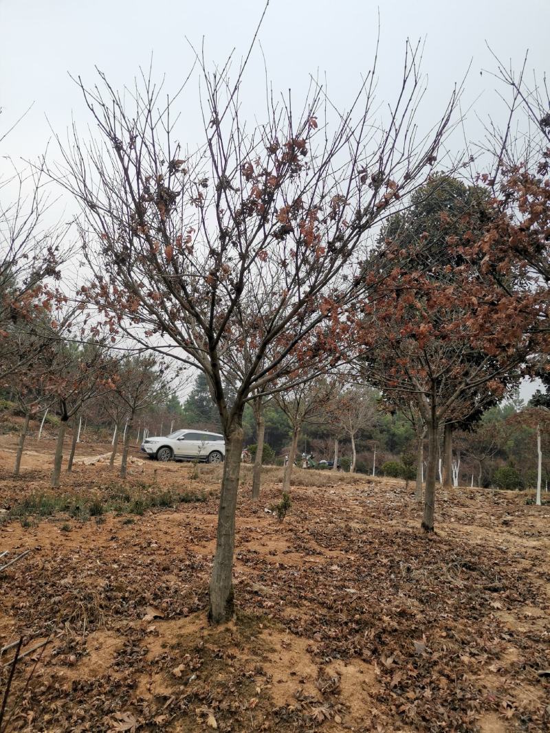 彩叶树种8公分红枫嫁接红枫树红枫批发红枫价格