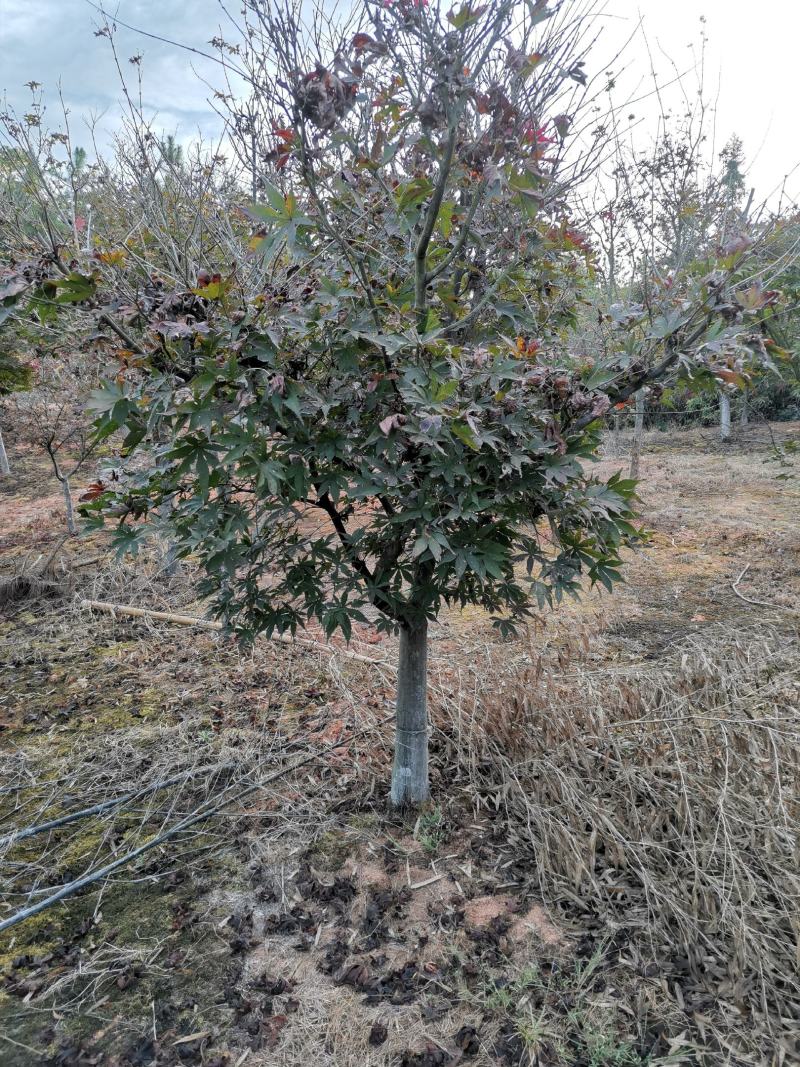 彩叶树种8公分红枫嫁接红枫树红枫批发红枫价格