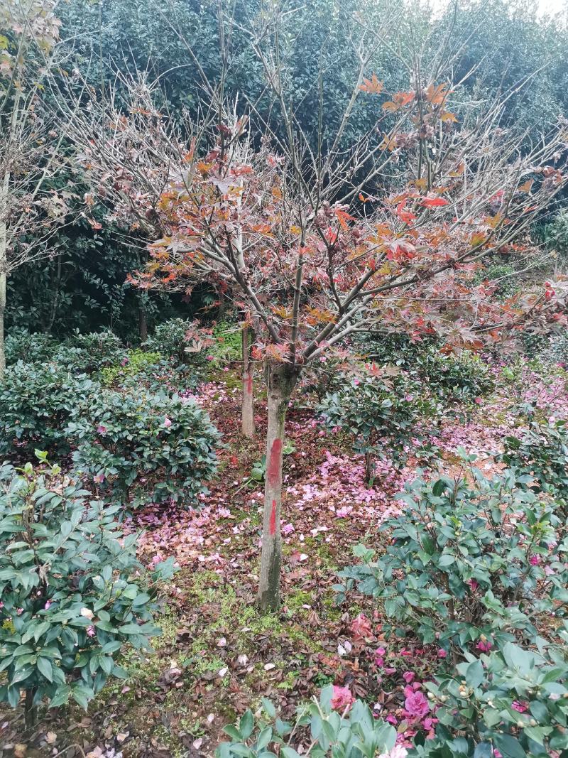 彩叶树种8公分红枫嫁接红枫树红枫批发红枫价格
