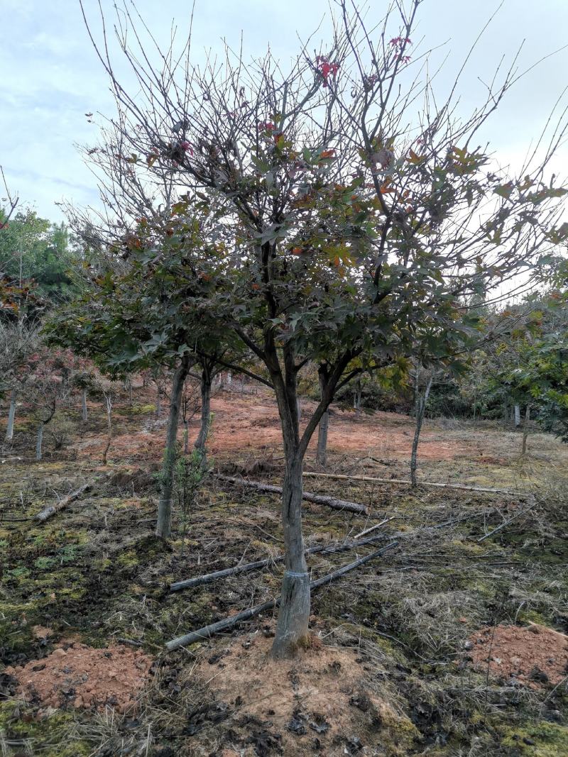 彩叶树种8公分红枫嫁接红枫树红枫批发红枫价格