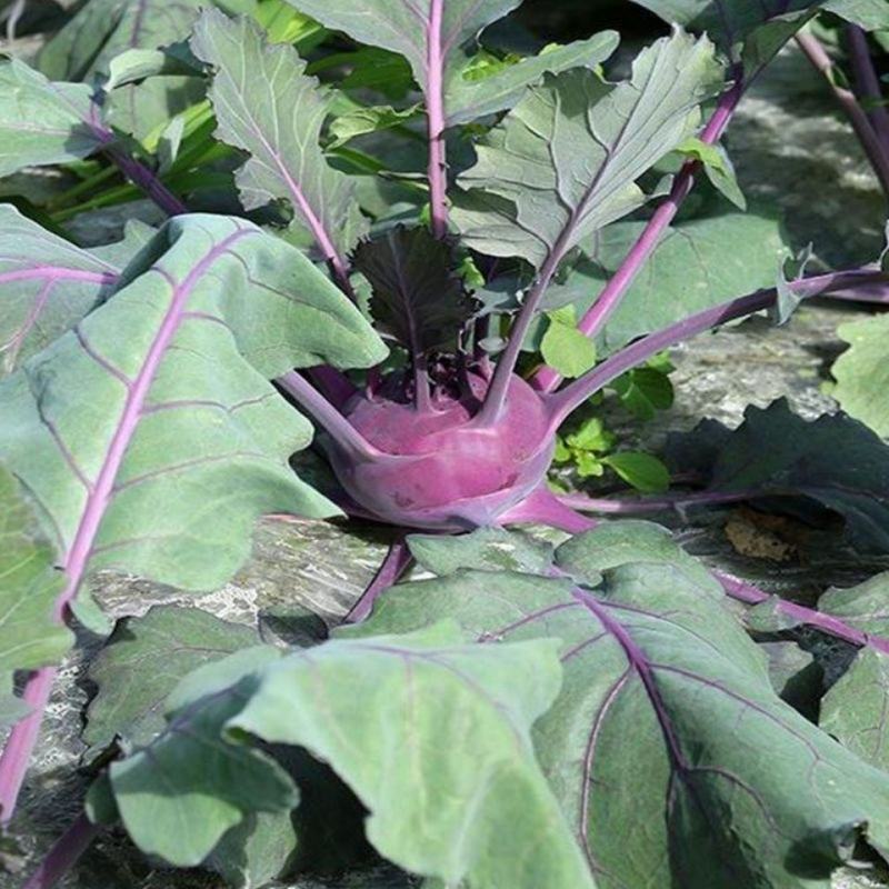 紫苤兰种子水果苤蓝种子丕兰球茎苤菜籽春秋季种植水果蔬菜种