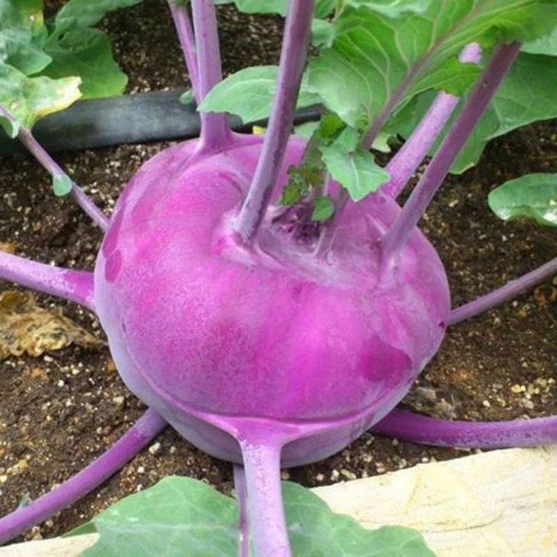 紫苤兰种子水果苤蓝种子丕兰球茎苤菜籽春秋季种植水果蔬菜种
